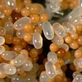 シロアリの卵に擬態する菌核菌「ターマイトボール」