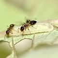 アリ植物の1種Macaranga rufescensの新葉に集まる共生アリCrematogaster sp.4と、シジミチョウArhopala dajagakaの幼虫