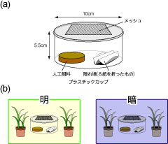図1: 実験装置－飼育容器のそばにトウモロコシを置くと？