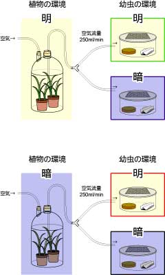 図3: 実験装置－植物と幼虫、どちらの明暗が重要？