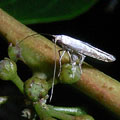 キールンカンコノキの雌花に産卵するハナホソガ