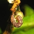 ヒサカキの雄蕾を摂食するソトシロオビナミシャク幼虫