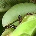 オオバギ属の一種の托葉の中に隠れるムラサキツバメ属のチョウの幼虫